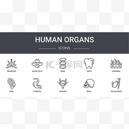 人体器官耳朵图片_人体器官概念线图标设置。包含可