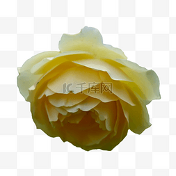 玫瑰特写花瓣黄色花朵