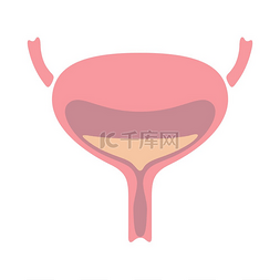 示意图标尺图片_膀胱内部器官示意图人体解剖学医