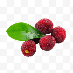 杨梅植物红色健康浆果