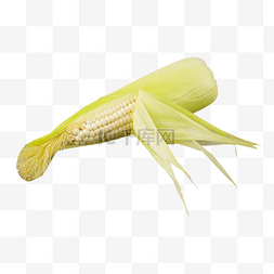 白玉米棒图片_嫩玉米糯玉米