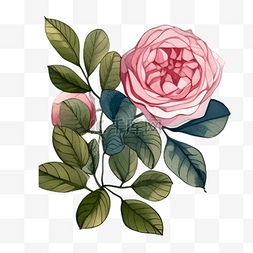 鲜花卡通手绘粉色玫瑰