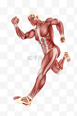 紧绷肌肉图片_人体医疗组织器官人体奔跑肌肉