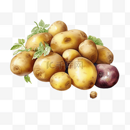 马铃薯种植图片_农业种植果蔬土豆