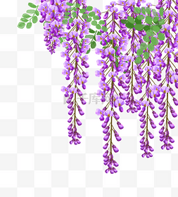 紫藤花长廊图片_夏天夏季粉色花朵植物