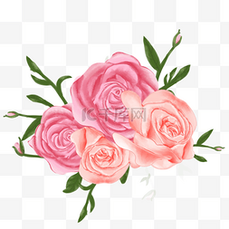 水彩粉色玫瑰花卉
