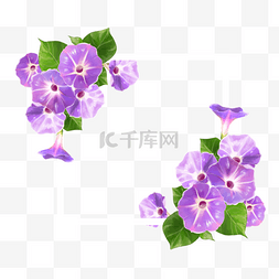 水彩紫红色牵牛花卉边框