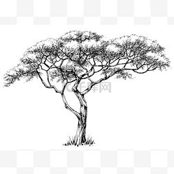 非洲卡通树图片_非洲树，漆树树
