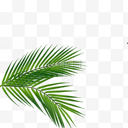 绿色的树叶树枝图片_棕榈叶纹理光合作用树枝