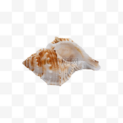 海螺螺纹装扮海鲜