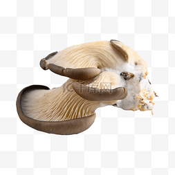 挑选食物图片_平菇 ostreatus 拉蘑菇 天然新鲜 mycer