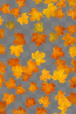 秋天秋季枫叶树叶底纹
