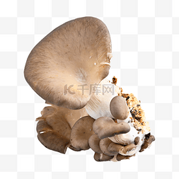 pleurotus ostreatus 棕榈蘑菇 真菌 蘑