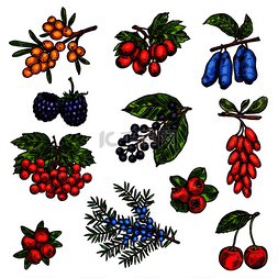 尔雅元气森林字体图片_农场花园和森林树木的新鲜水果和
