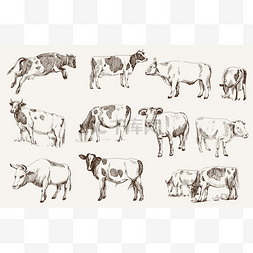 卡通母牛图片_母牛。畜牧业
