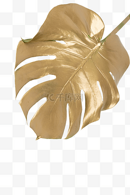 金色热带植物图片_铂金叶子