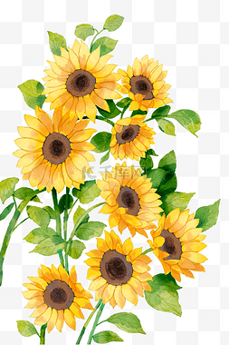 彩色玻璃字母图片_水彩花卉植物向日葵