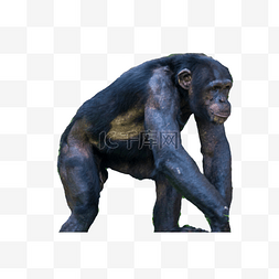 3d黑猩猩图片_黑猩猩动物