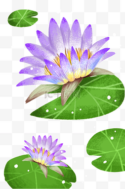 紫色睡莲莲花