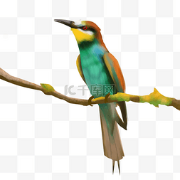 羽毛鲜艳的鸟图片_绿色荧光羽毛蜂鸟水彩鸟类动物