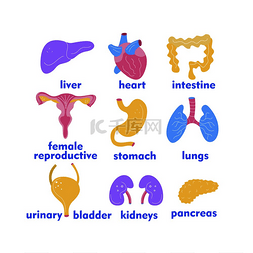 移植的器官图片_用于手术和移植的人体器官。