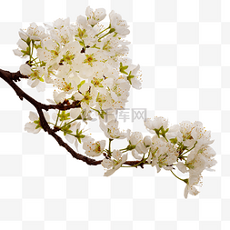春天植物白色樱花树