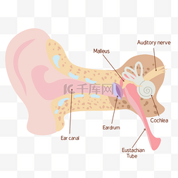 彩色通过图片_插画人耳医学解剖彩色