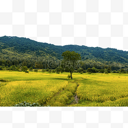 秋季稻田丰收的田园