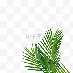 棕榈叶棕榈叶图片_棕榈叶热带纹理户外