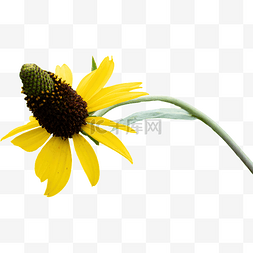 黑心金光菊鲜花花瓣摄影图植物