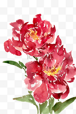 鲜艳的花朵素材图片_鲜艳的芍药花