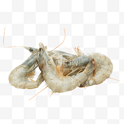 虾图片_新鲜海鲜鲜虾