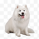 萨摩耶狗犬类动物白色摄影