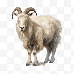 捻角山羊图片_卡通手绘动物山羊
