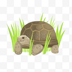 卡通乌龟素材图片_草坪动物乌龟