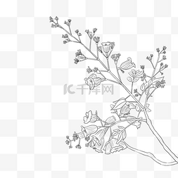 植物手绘黑白图片_植物蓝花楹花朵