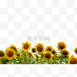 凋零的葵花图片_向日葵夏季葵花黄色小花