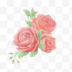 水彩红色大朵玫瑰花卉植物