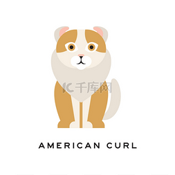美国的标志图片_美国卷毛猫。有卷曲的耳朵, 棕色