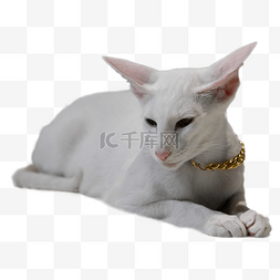 蓬松条纹生物猫