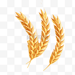 麦子图片_金色麦子粮食