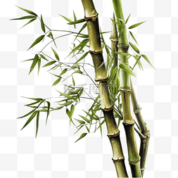 卡通手绘植物竹子