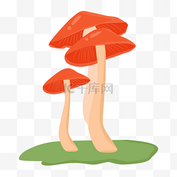 野生户外红蘑菇