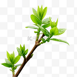 绿色的树枝图片_发芽的树枝树叶