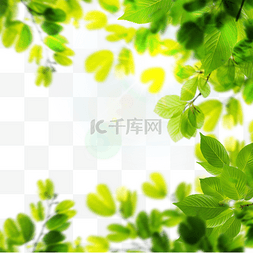绿色树枝树叶边框图片_绿色夏季树叶阳光边框
