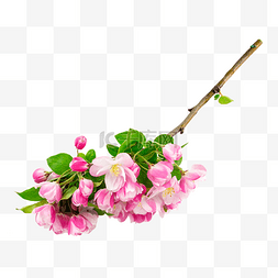 粉色海棠花花苞