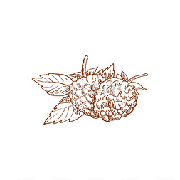 树莓素材图片_具有孤立的露浆果或树莓叶子的矢