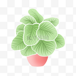 玻利维亚图片_青苹果竹芋卡通风格绿色盆栽植物