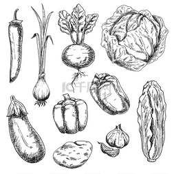 农场草图图片_农场新鲜脆脆的卷心菜、甜椒和甜
