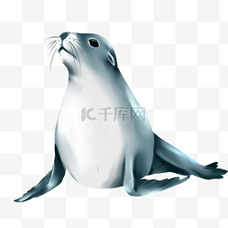 保护动物图片_海豹海洋生物保护海豹动物